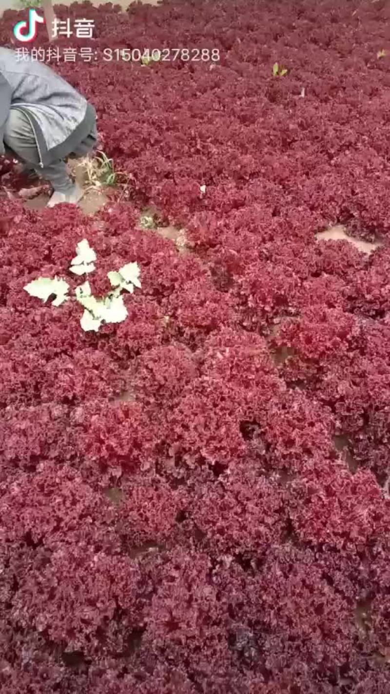 精品紫生菜