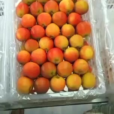 精品南果梨产地直发低价格收高品质的货