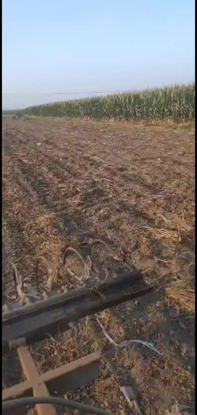花生秧，花生秧粉，花生秧