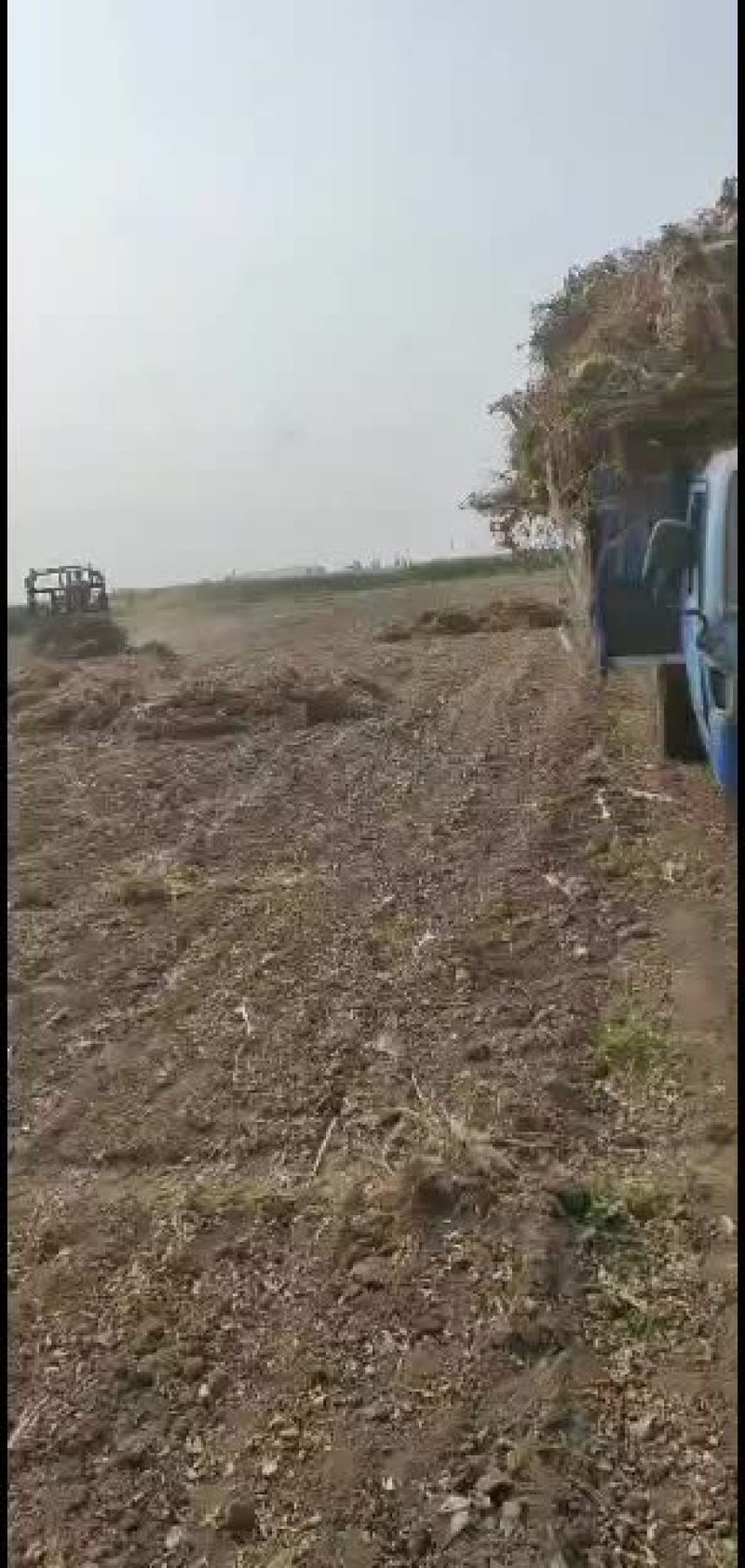 花生秧，花生秧粉，花生秧