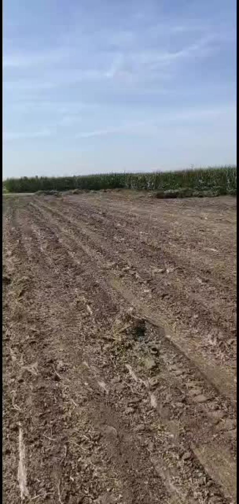 花生秧，花生秧粉，花生秧