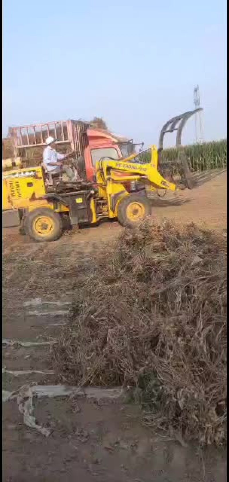 花生秧，花生秧粉，花生秧