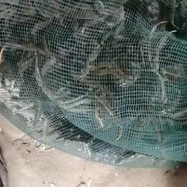 出售小规格螃蟹价格便宜想要的请联系我