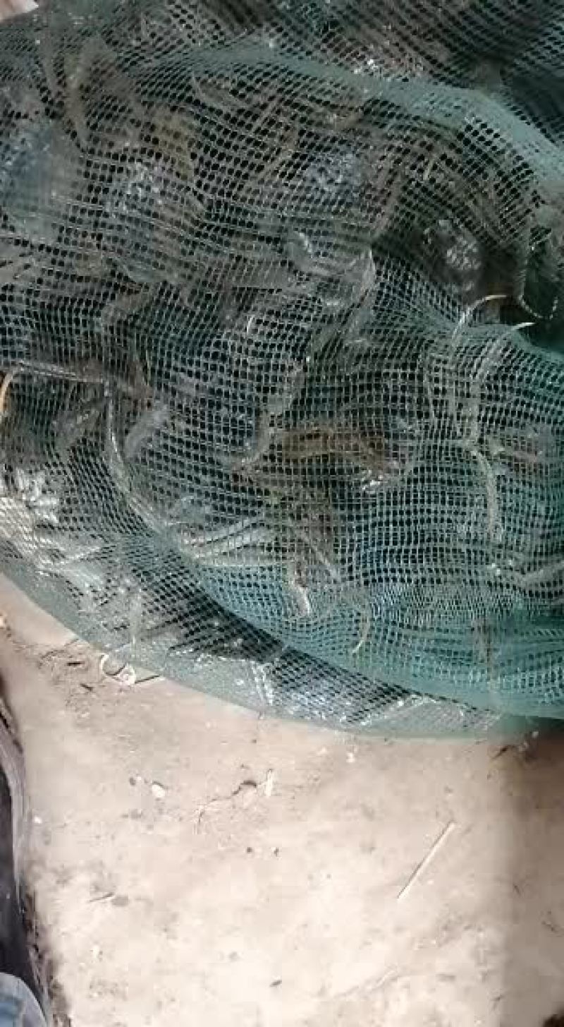 出售小规格螃蟹价格便宜想要的请联系我