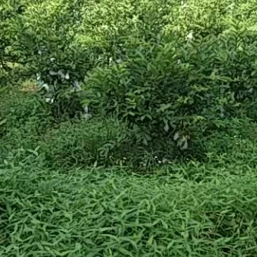 红芯番石榴，红肉番石榴