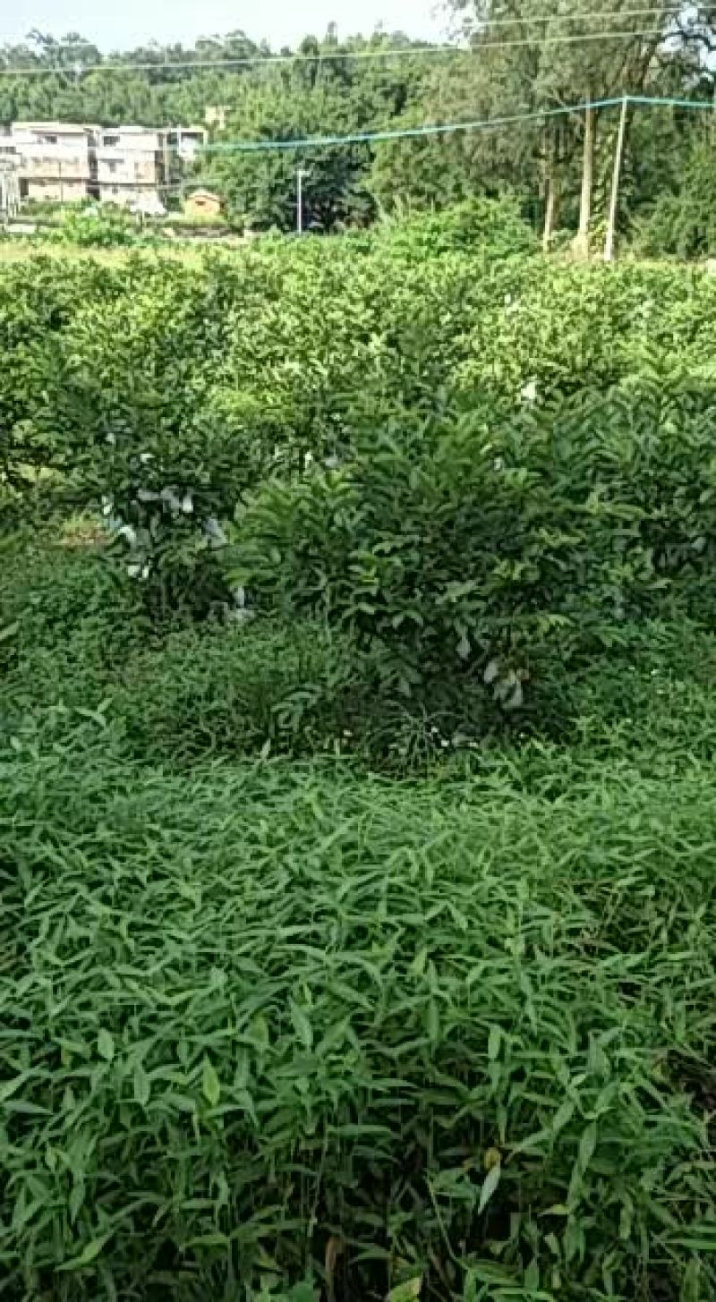 红芯番石榴，红肉番石榴