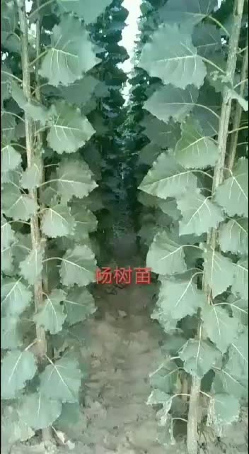 107杨树苗基地各种规格出售