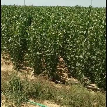 107杨树苗基地各种规格出售