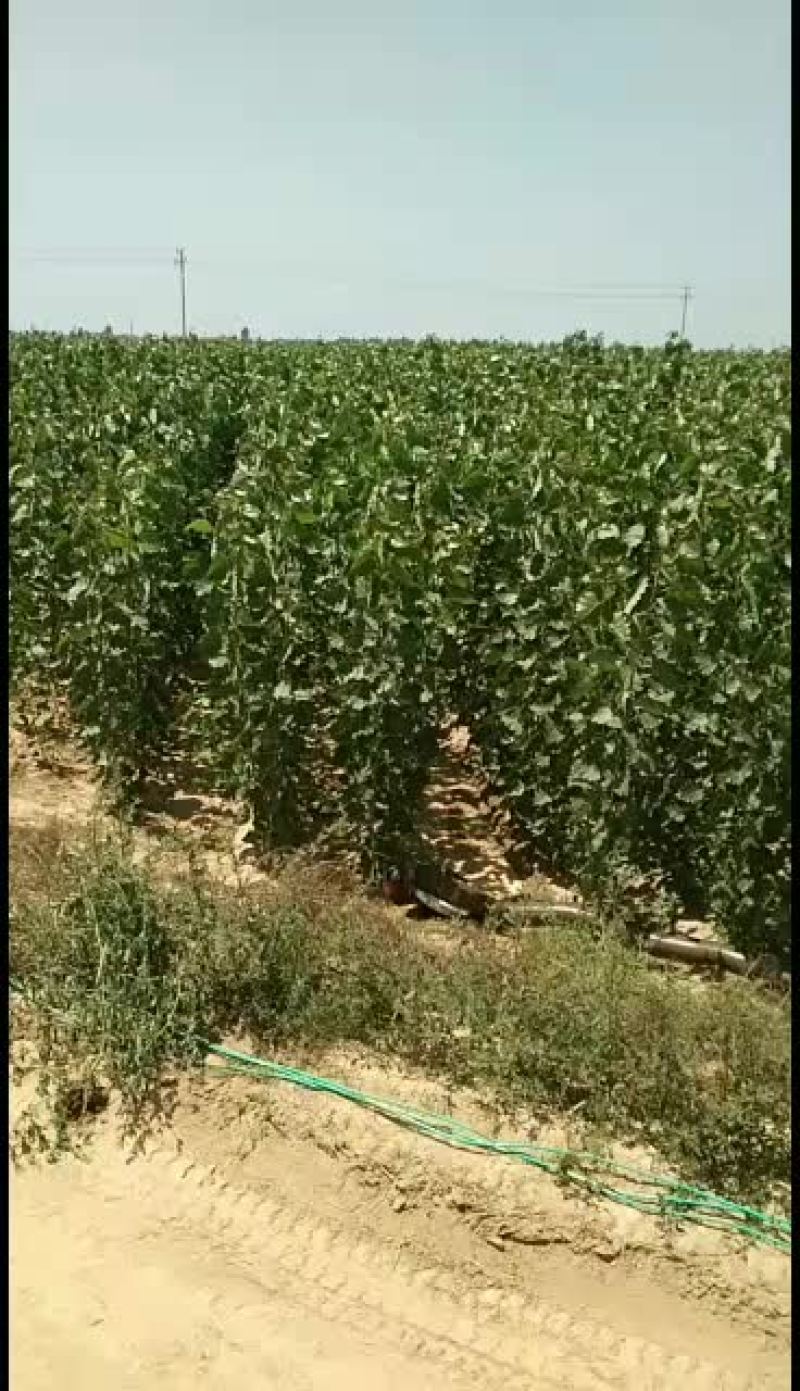 107杨树苗基地各种规格出售