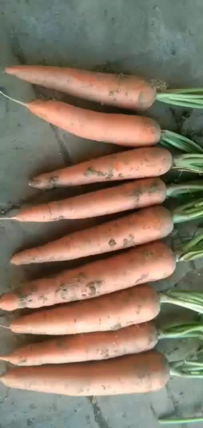 【热卖中】辽宁凌海黄心白菜大量上市中一手货源