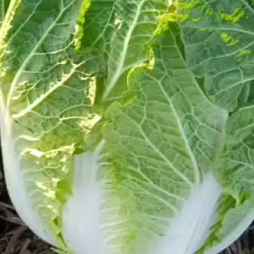 【热卖中】辽宁凌海黄心白菜大量上市中一手货源