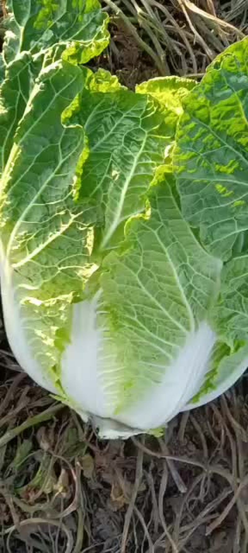 【热卖中】辽宁凌海黄心白菜大量上市中一手货源