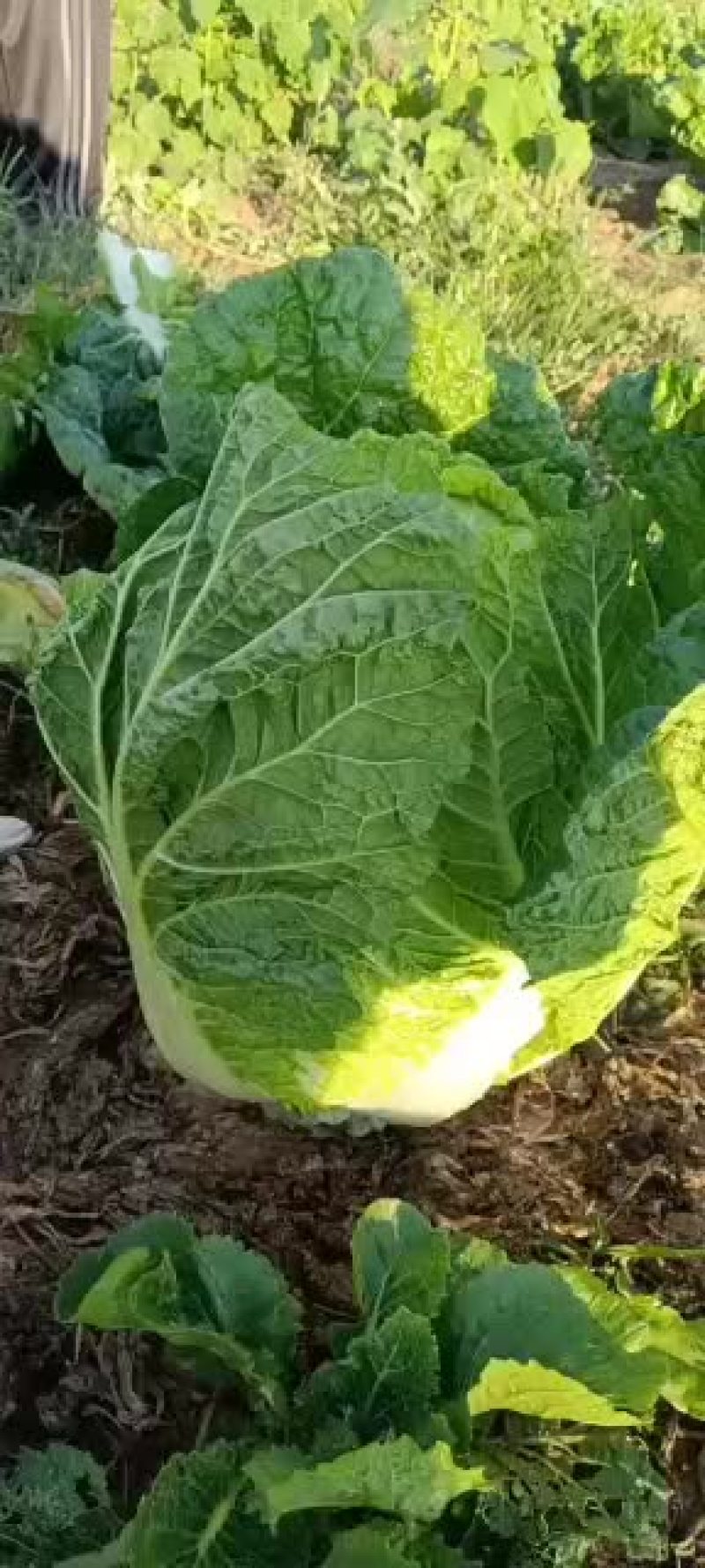 【热卖中】辽宁凌海黄心白菜大量上市中一手货源