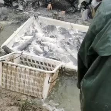 大量出售各种规格的青鱼，