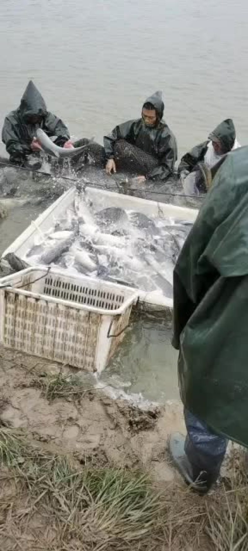 大量出售各种规格的青鱼，