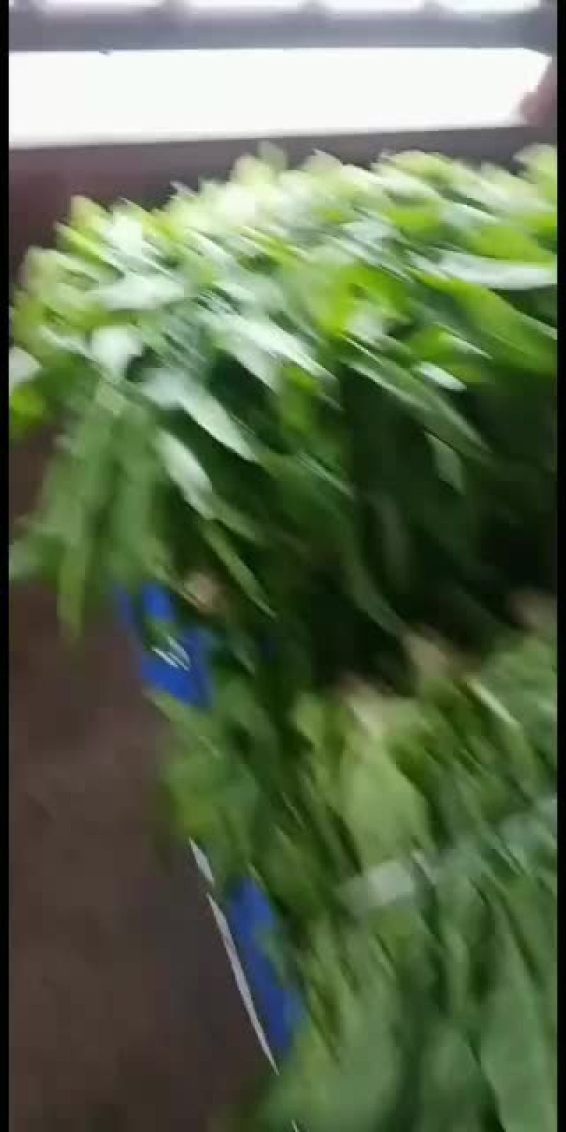 精品尖叶红莴笋，尖叶青莴笋欢迎订购