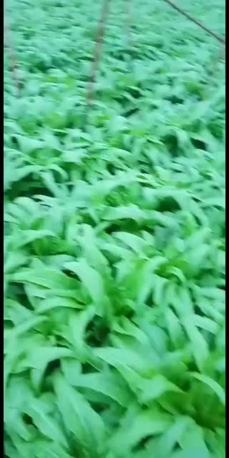 精品尖叶红莴笋，尖叶青莴笋欢迎订购