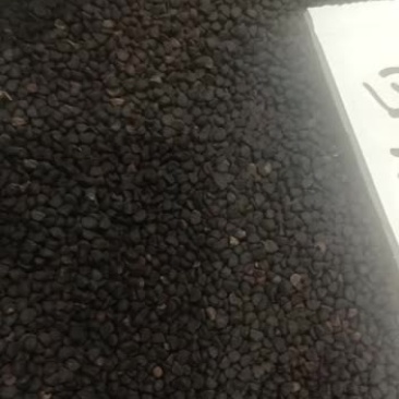 嘉煜黑丑500g有白丑农家种植牵牛子黑牵牛