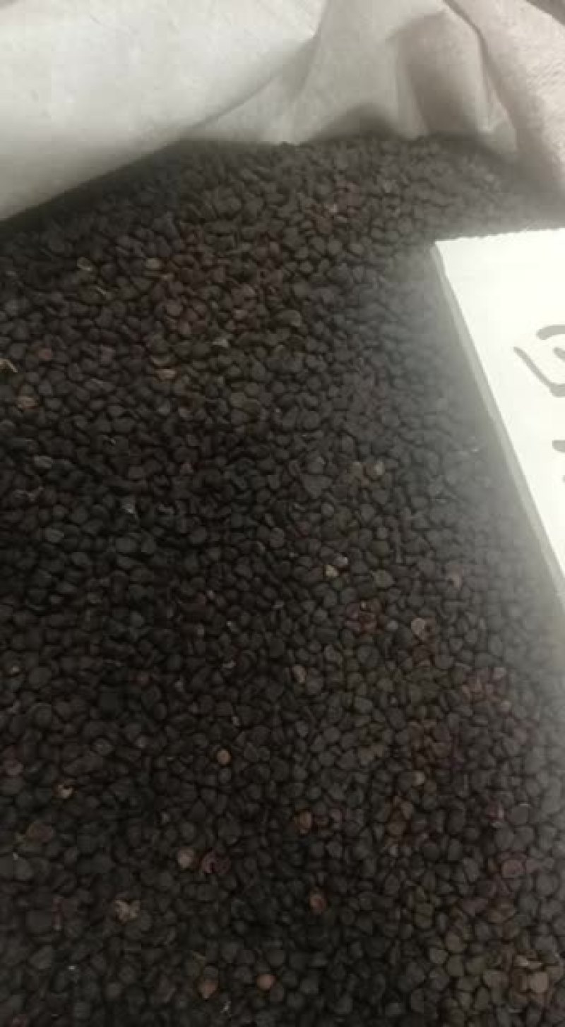 嘉煜黑丑500g有白丑农家种植牵牛子黑牵牛