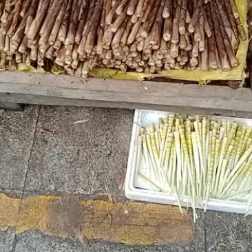 广西大苗深山野生八月小笋