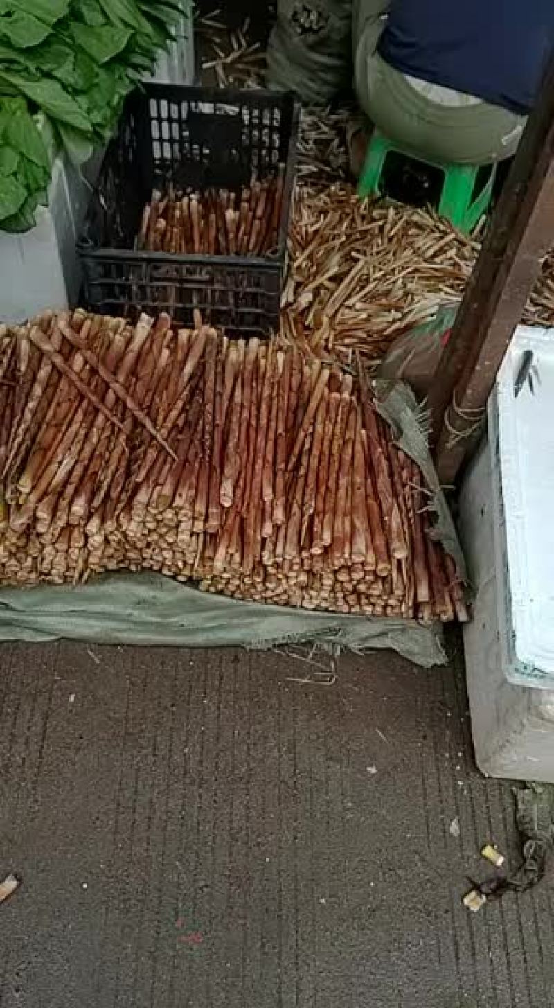 广西大苗深山野生八月小笋