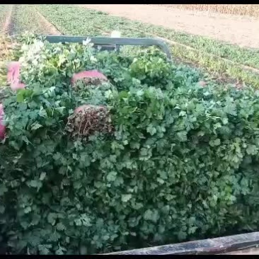 自种精品香菜上市需要的联系