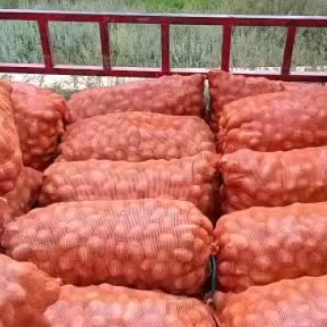 合作88号土豆缅甸走一车