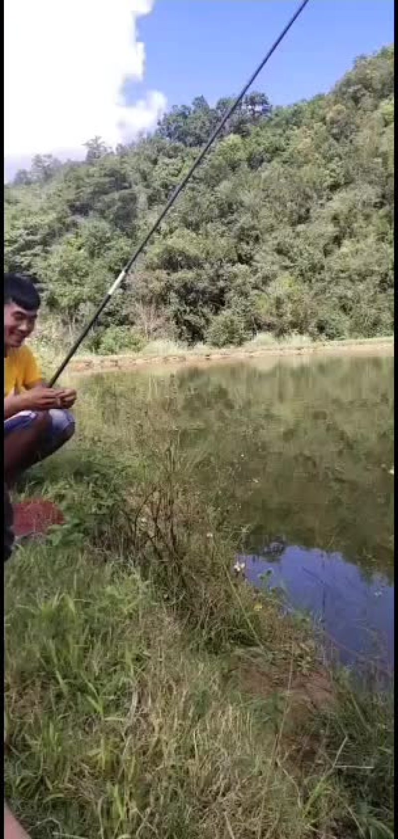 云南普洱生态养殖罗非鱼，肉质好，量大价优，欢迎联系