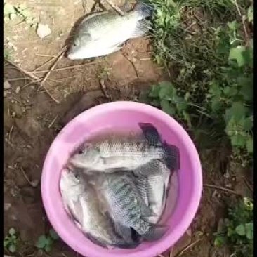 云南普洱生态养殖罗非鱼，肉质好，量大价优，欢迎联系