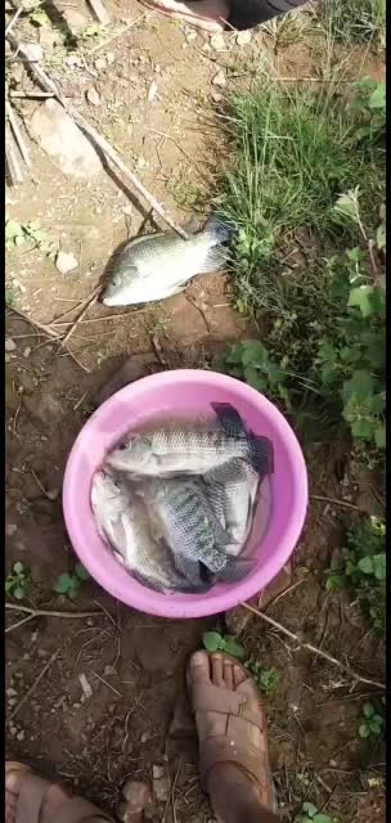 云南普洱生态养殖罗非鱼，肉质好，量大价优，欢迎联系