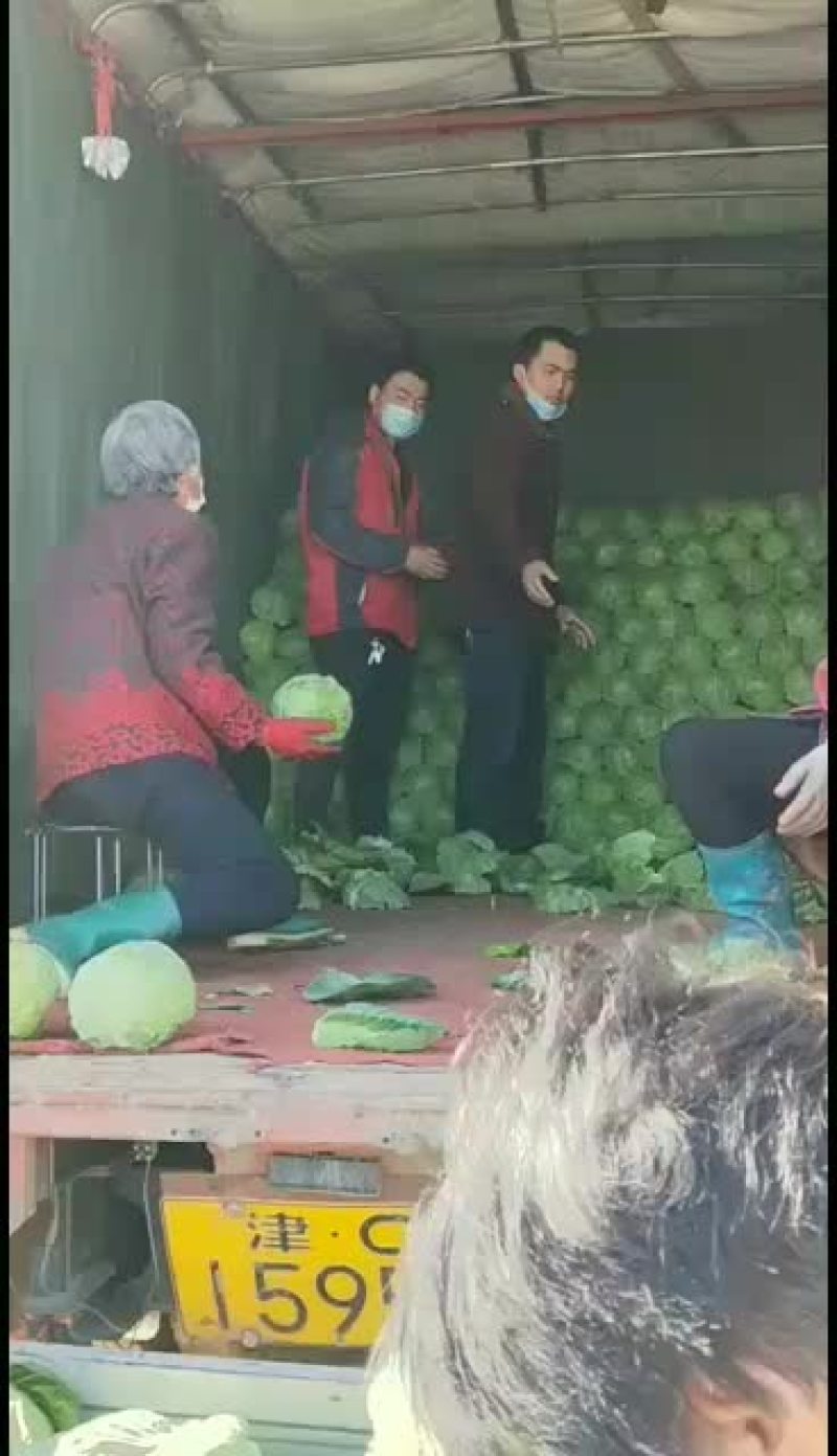 【产地直发】河北蔬菜基地优质绿甘蓝新鲜上市货源充足
