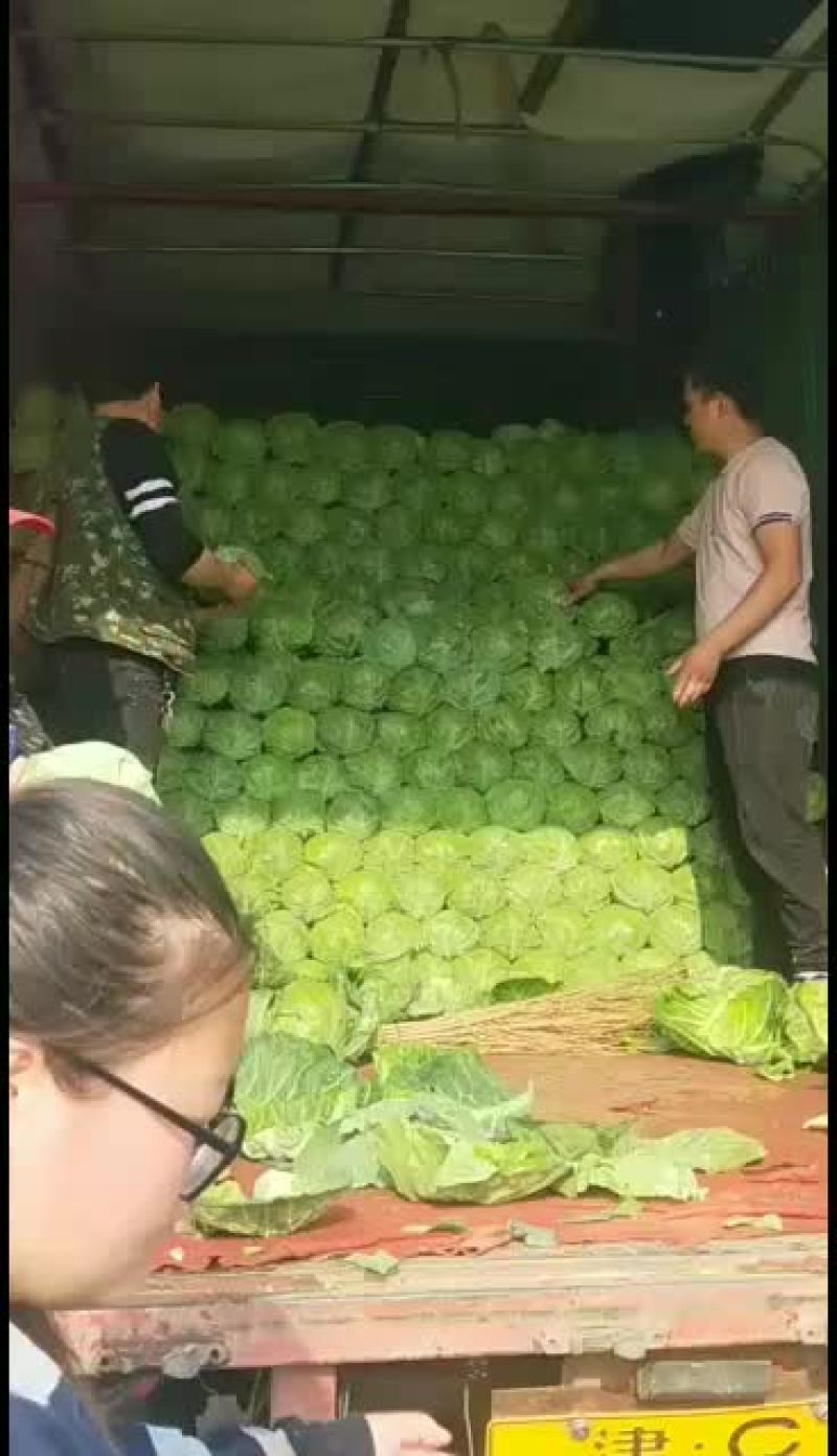 【产地直发】河北蔬菜基地优质绿甘蓝新鲜上市货源充足
