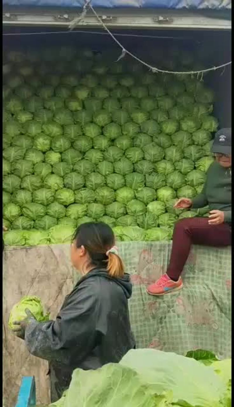 河北万亩甘蓝基地现已大量上市供应绿甘蓝松软绿甘蓝