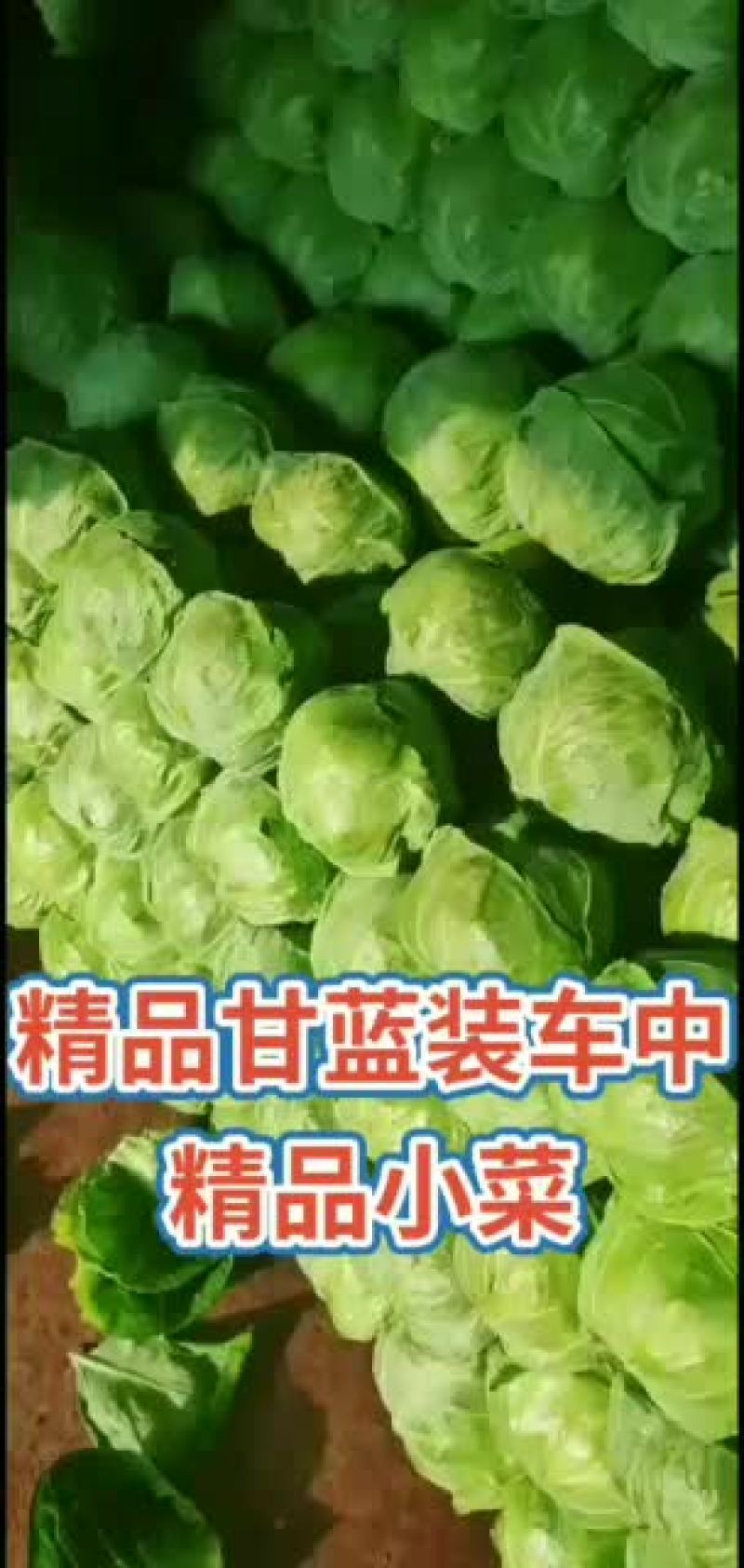 河北万亩甘蓝基地现已大量上市供应绿甘蓝松软绿甘蓝