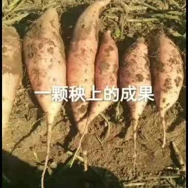 烟薯。唐山烟薯25。颜色好，条形正。糖份超高