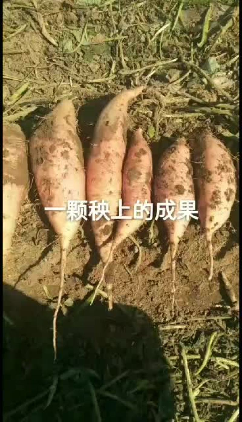 烟薯。唐山烟薯25。颜色好，条形正。糖份超高