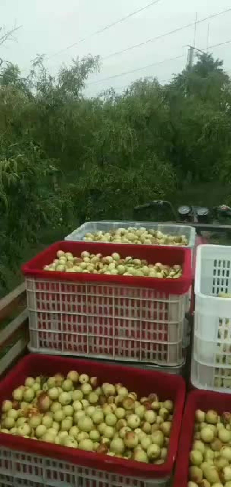 娘娘河滩大冬枣有六百年的历史