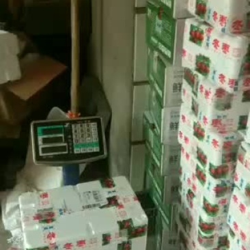 娘娘河滩大冬枣有六百年的历史
