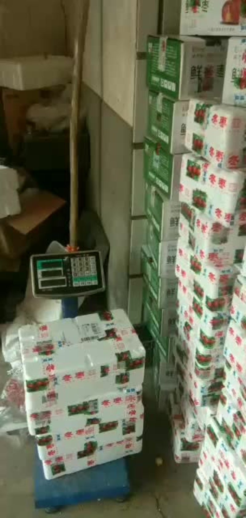 娘娘河滩大冬枣有六百年的历史