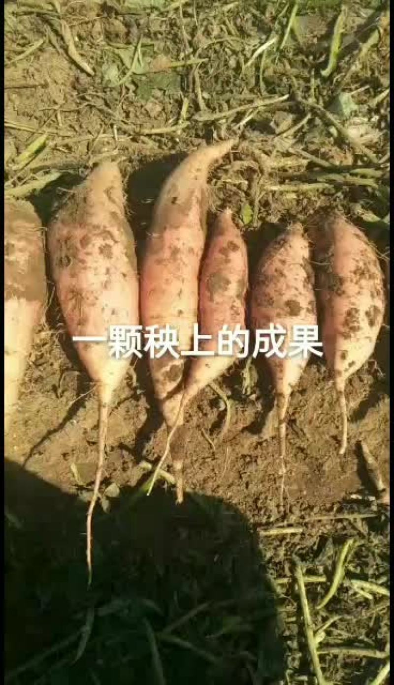 特别甜的八区烟薯25