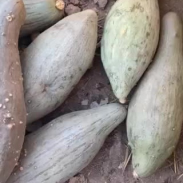 助农，南瓜冰雹打了，口感一级好，