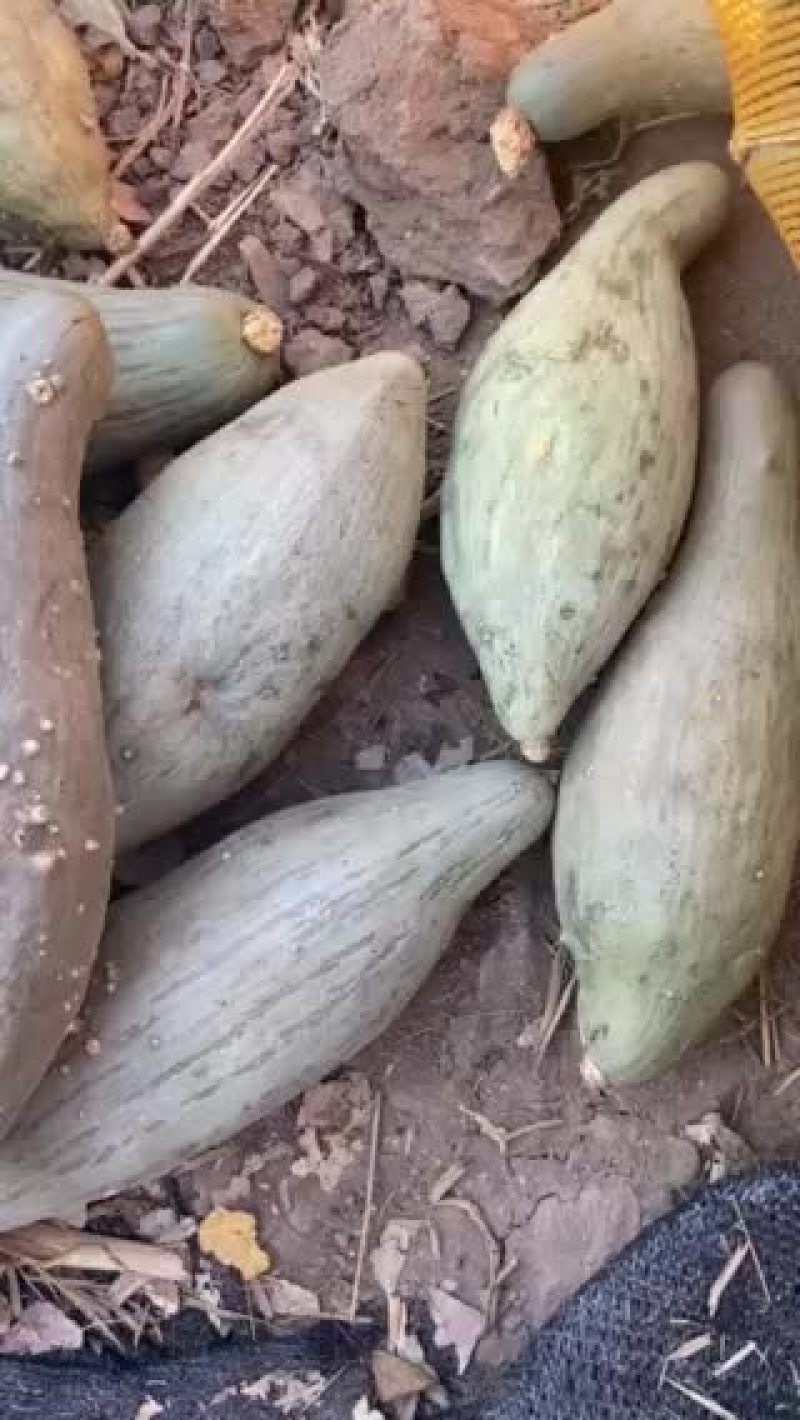 助农，南瓜冰雹打了，口感一级好，