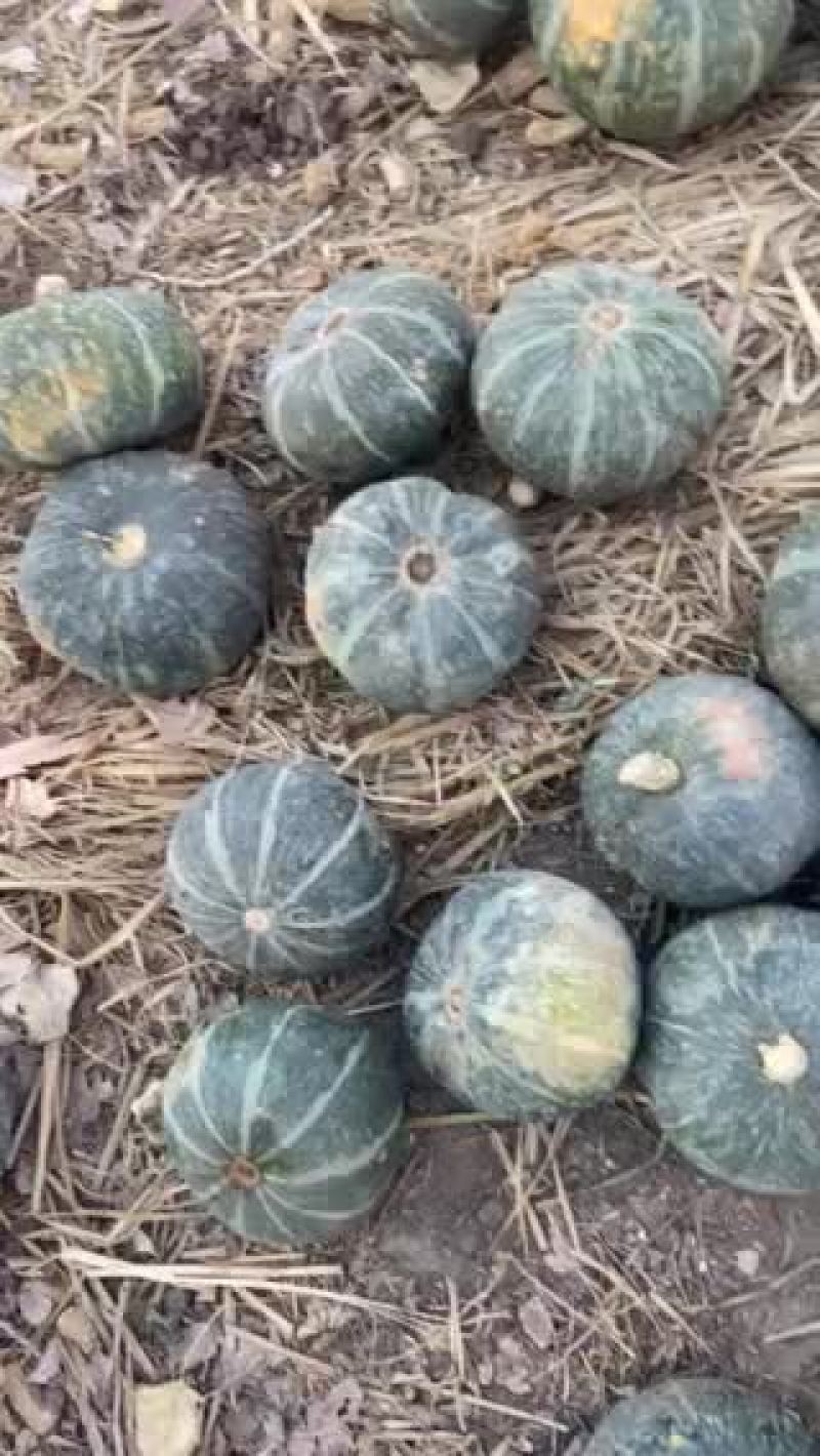 助农，南瓜冰雹打了，口感一级好，