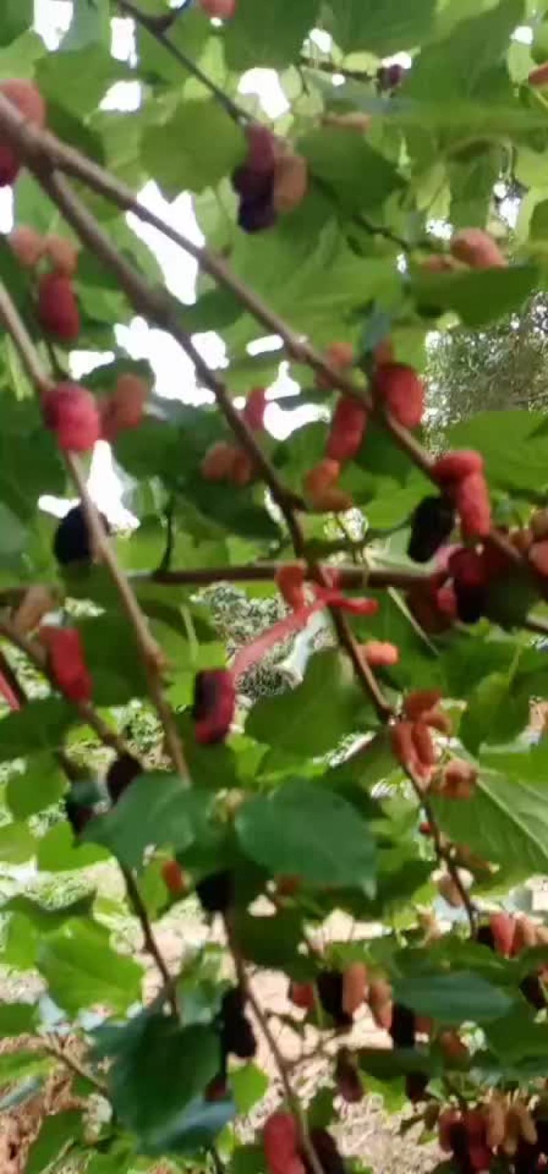 新鲜桑葚有货