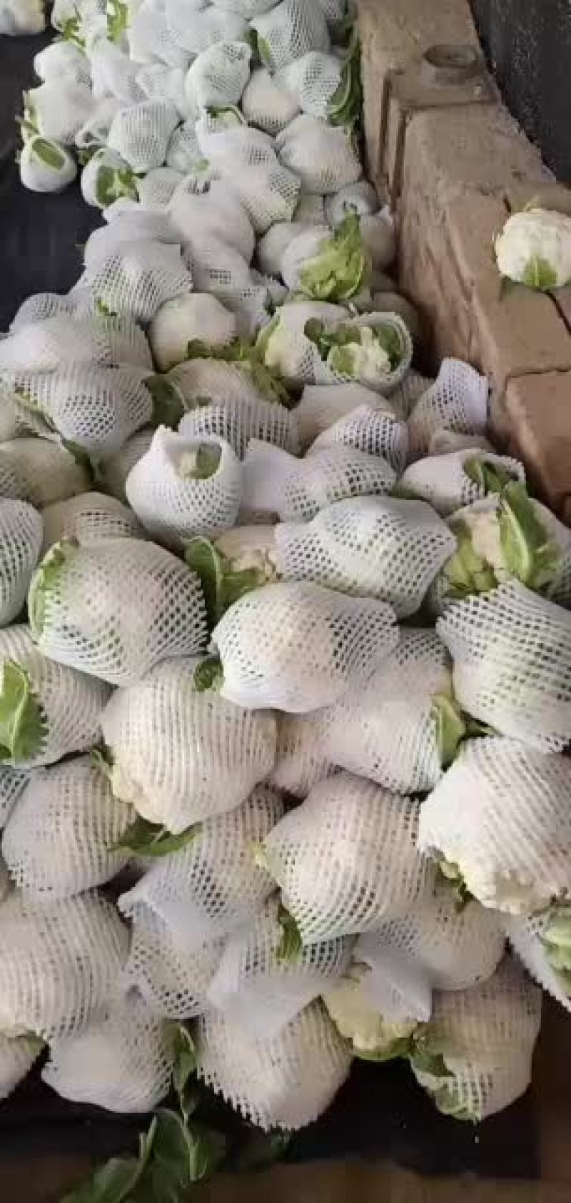 精品花菜特白紧