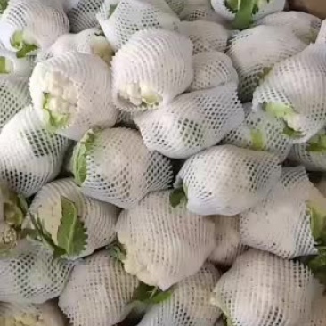 精品花菜特白紧