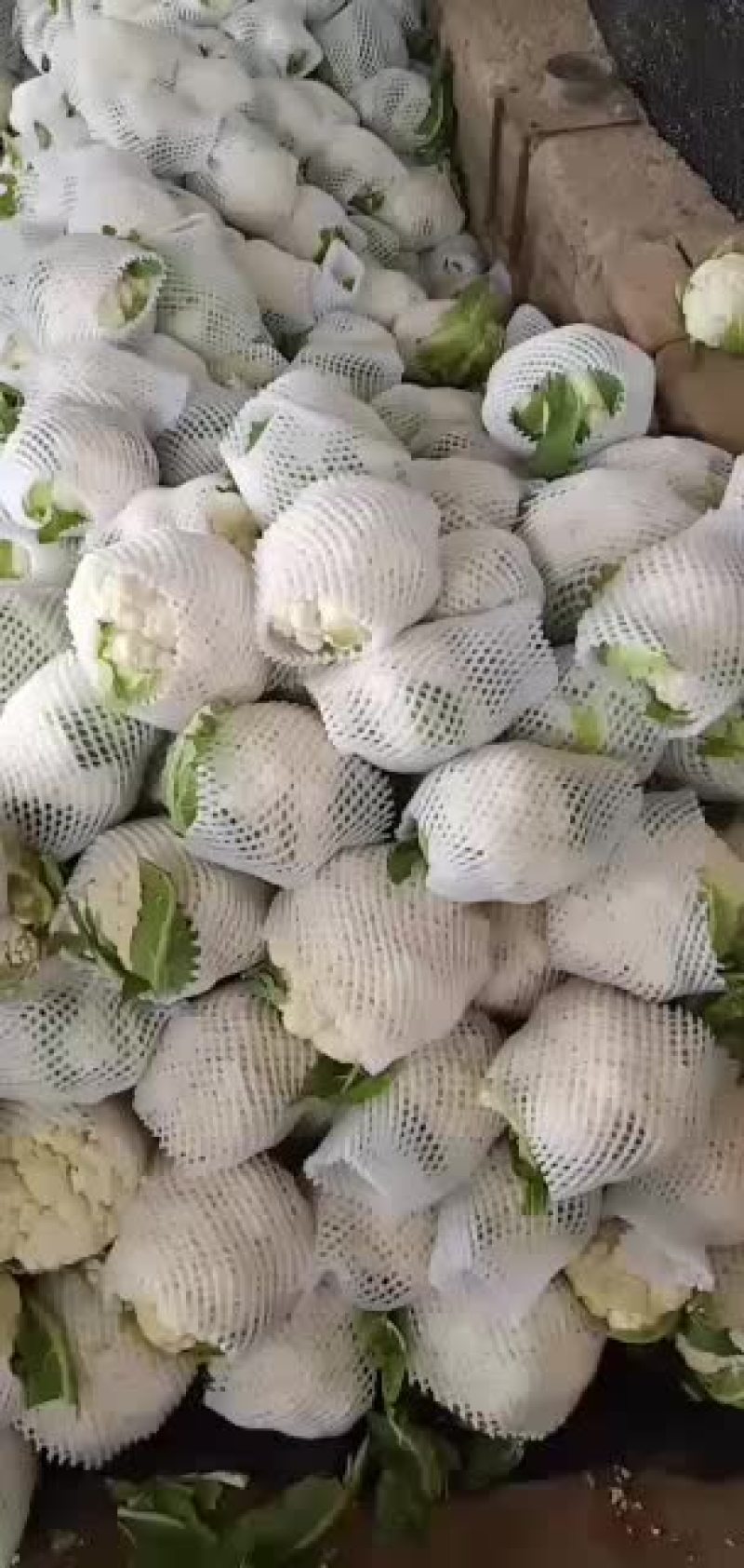 精品花菜特白紧