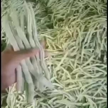 豆角，架豆王，白芸豆，白豆角