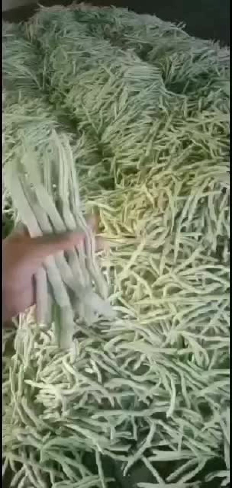 豆角，架豆王，白芸豆，白豆角