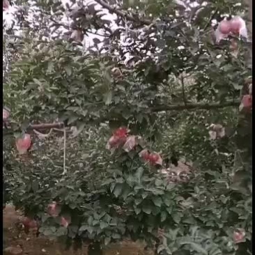 河北省邢台市隆尧县国红苹果